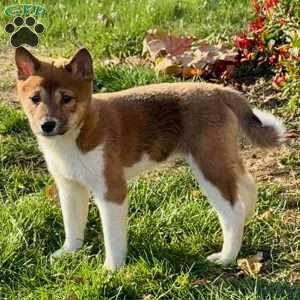 Fiona, Shiba Inu Puppy